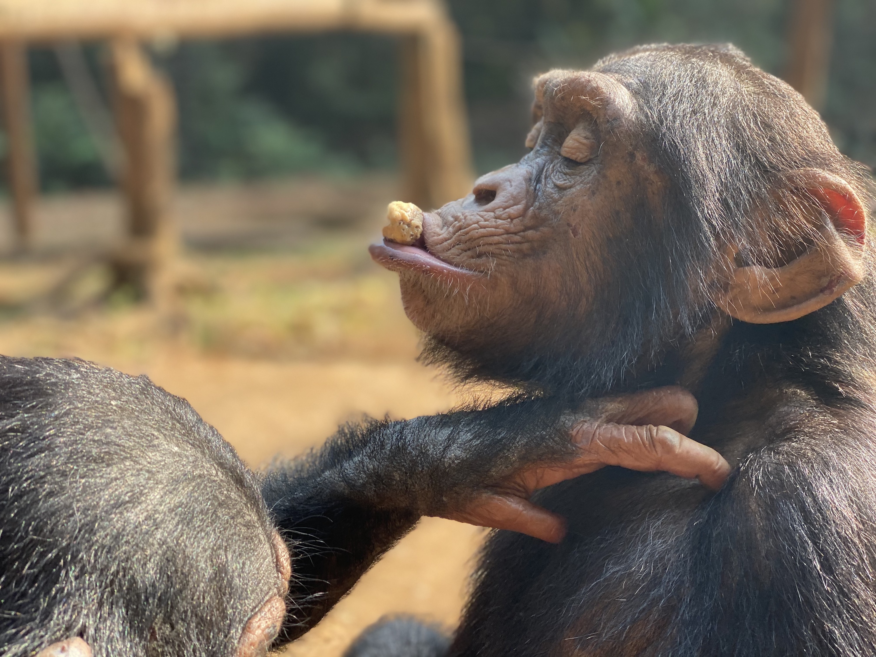 Save the Chimpansee! (Go ape foundation)